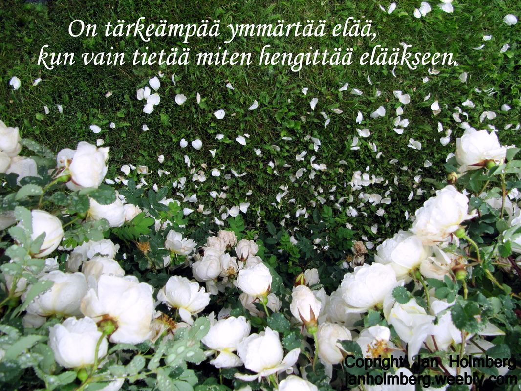 valkoisten ruusujen terälehtiä varissut vihreälle nurmikolle jan.holmberg.weebly.com